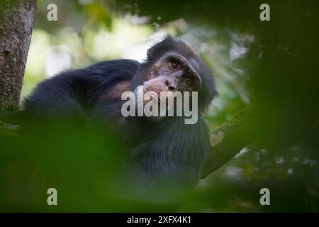 Scimpanzé (Pan troglodytes verus) "Jeje" maschio adulto, Bossou, Repubblica di Guinea. Foto Stock