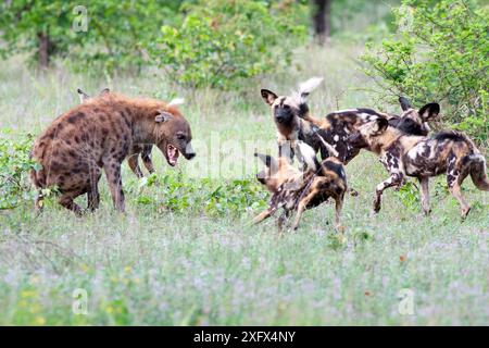 Cani selvatici africani (pictus di licaone) che combattono con una iena maculata (Crocuta crocuta) Malilangwe Wildlife Reserve. Zimbabwe. Foto Stock