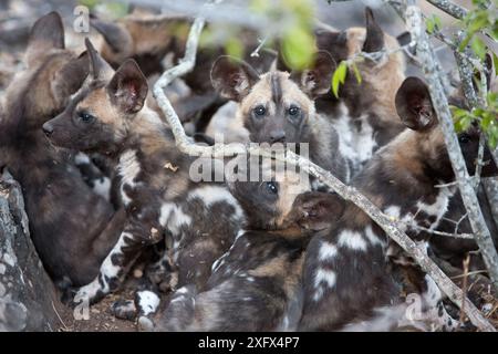 Cuccioli di cani selvatici africani (Lycaon Pictus) che guardano la fotocamera. Zimbabwe. Foto Stock