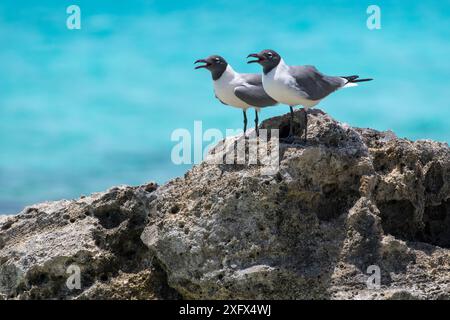 Gabbiani che ridono (Leucophaeus atricilla) sulla costa, Cat Island, Bahamas. Foto Stock