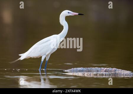 Egret rossastro (Egretta rufescens) morph bianco guado in acqua. Cat Island, Bahamas. Foto Stock