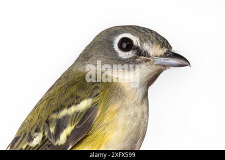 Ritratto di un vireo dalla testa blu (Vireo solitarius) con sfondo bianco, Block Island, Rhode Island, USA. Uccello catturato durante la ricerca scientifica. Foto Stock