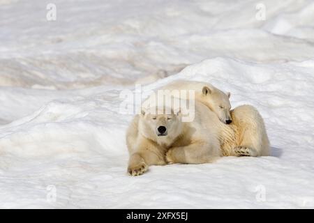 Orso polare (Ursus maritimus) femmina con giovane età di un anno e mezzo, che riposa sul ghiaccio, isola di Wrangel, Estremo Oriente della Russia. Foto Stock