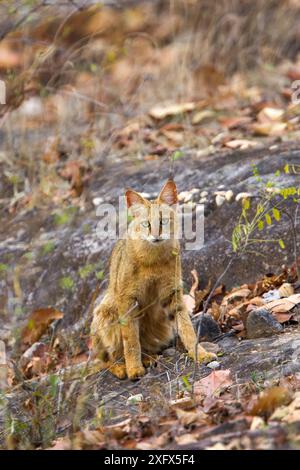 Gatto della giungla (Felis chaus) Parco Nazionale di Bandhavgarh, Madhya Pradesh, India. Foto Stock