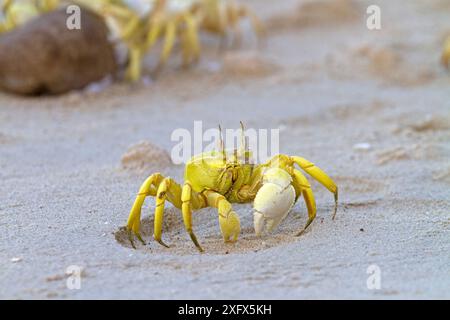 Granchio fantasma (Socotrapotamon socotrensis ) Isola di Socotra, Patrimonio dell'Umanità dell'UNESCO, Yemen. Foto Stock