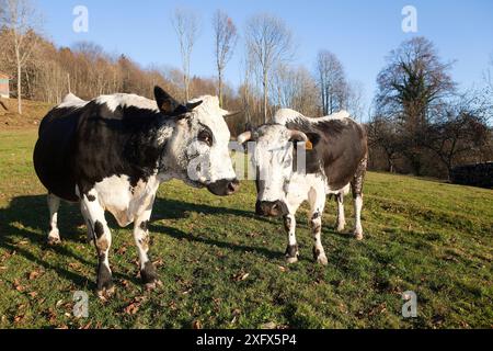 Vacche Vallee de Munster, una razza vosgiana in un prato, Haut Rhin, Francia. Foto Stock