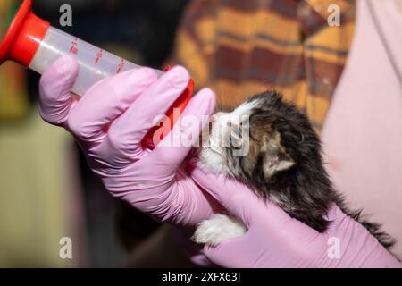 Una persona vestita di guanti rosa sta imbottigliando un minuscolo gattino, un membro della famiglia Felidae, mostrando un gesto nutriente verso il piccolo carnivore Foto Stock