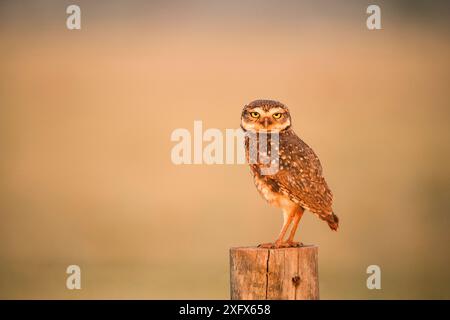 Gufo scavatore (Athene cunicularia) Bonito, Mato grosso do sul, Brasile Foto Stock