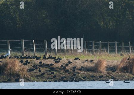 Gruppo di coot eurasiatiche (Fulica atra) sulla riva del fiume con oca domestica (Anser anser domesticus) Francia dicembre. Foto Stock