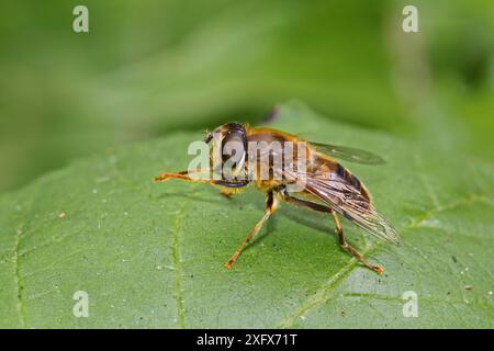 Hoverfly (Eristalis arbustorum) grooming, Brockley Cemetry, Lewisham, Inghilterra, Regno Unito. Agosto. Foto Stock