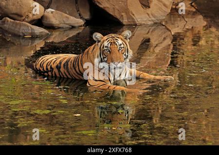 Tigre del Bengala (Panthera tigris) maschio sub-adulto in acqua, Ranthambhore, India Foto Stock