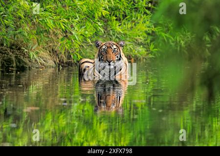 Tigre del Bengala (Panthera tigris) giovane sub-adulto maschio in acqua, Ranthambhore, India Foto Stock