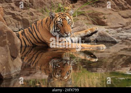 Tigre del Bengala (Panthera tigris) maschio sub-adulto in acqua, Ranthambhore, India Foto Stock