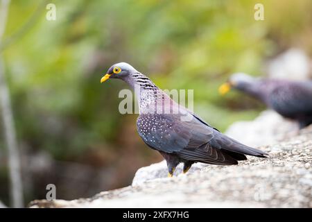 Percorso Giardino dei piccioni d'oliva africani (Columba arquatrix), Provincia del Capo Occidentale, Sudafrica. Foto Stock