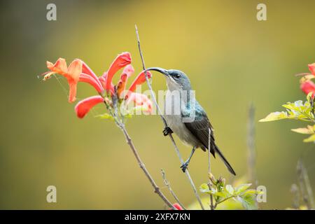 uccello del sole grigio (Cyanomitra veroxii) che si nutre di caprifoglio (Tecoma capensis) Provincia occidentale del Capo, Sudafrica. Foto Stock