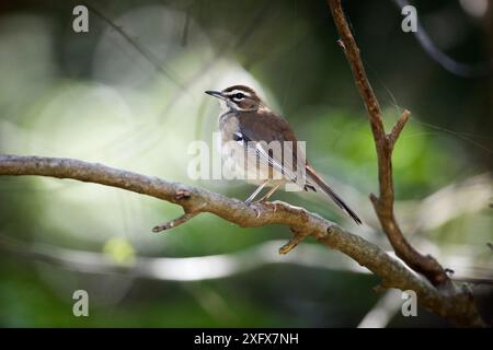 Brown scrub-robin (Cercotrichas signata) Isimangaliso Wetland Park, KwaZulu-Natal, Sudafrica. Foto Stock