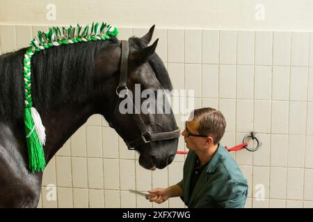 Un membro dello staff Heineken prepara un cavallo raro prima di guidare, presso la storica fabbrica di birra Heineken ad Amsterdam, Paesi Bassi, nel giugno 2018. Foto Stock