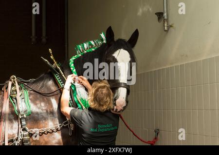 Un membro dello staff Heineken prepara un cavallo raro prima di guidare, presso la storica fabbrica di birra Heineken ad Amsterdam, Paesi Bassi, nel giugno 2018. Foto Stock