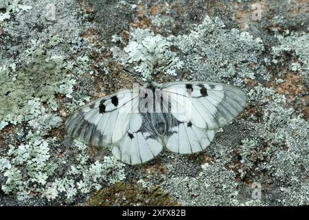 apollo nuvoloso (Parnassius mnemosyne) su roccia coperta di licheni. Catllar, Pirenei orientali, Francia sud-occidentale. Maggio. Foto Stock