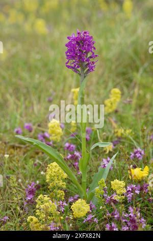 Orchidea paludosa del Nord (Dactylorhiza purpurella) tra la paglietta da letto Lady&#39;s (Galium verum). Tra le dune di Carrigart e Downings, Contea di Donegal, Repubblica d'Irlanda. Luglio. Foto Stock