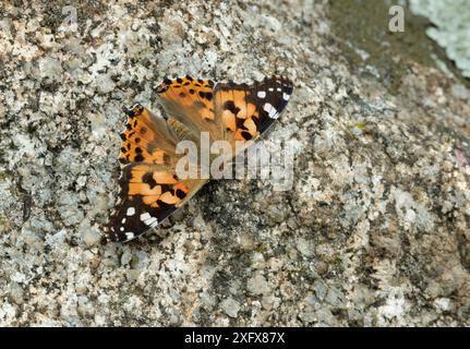 Farfalla Lady dipinta (Vanessa cardui) su sfondo in pietra. Catllar, Pirenei orientali, Francia sud-occidentale. Maggio. Foto Stock