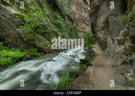 Il fiume Caranca scorre attraverso una gola ripida. Gole del fiume Caranca / la Vallee de la Caranca. Thues Entre Valls, Pyrenees Orientales, Francia sud-occidentale. Maggio 2018. Foto Stock