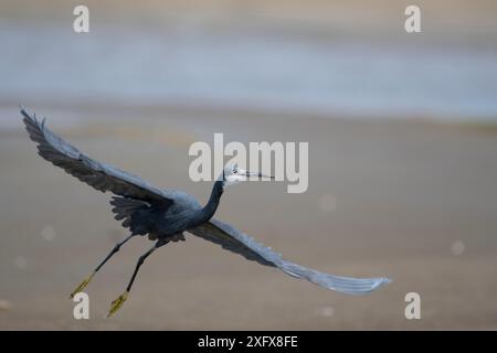 Egret occidentale della barriera corallina (Egretta gularis) decollo in volo, Gambia. Foto Stock