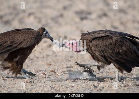 Avvoltoio con cappuccio (Necrosyrtes monachus), lotta per adulti e giovani sul pesce, Gambia. Foto Stock