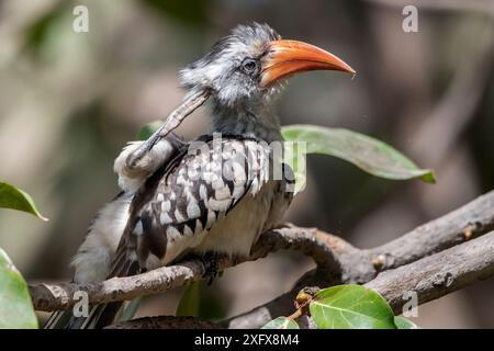 Carpino rosso occidentale (Tockus kempi) graffiato mentre è arroccato sull'albero, Gambia. Foto Stock