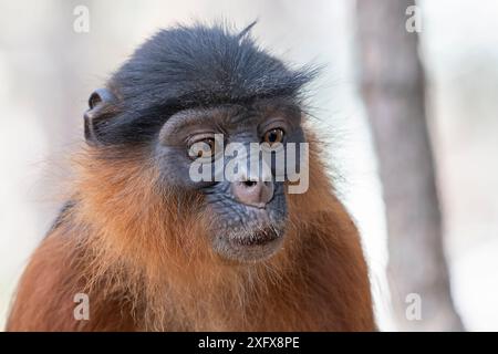 Temminck&#39;ritratto colobo rosso occidentale (Piliocolobus temminckii), Gambia. Foto Stock