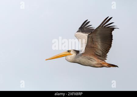 Pellicano con fondo rosa (Pelecanus rufescens), fiume Allahein, Kartong, Gambia. Foto Stock