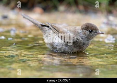 Cappellino nero (Sylvia atricapilla) donna che fa il bagno Brasschaat, Belgio. Giugno Foto Stock