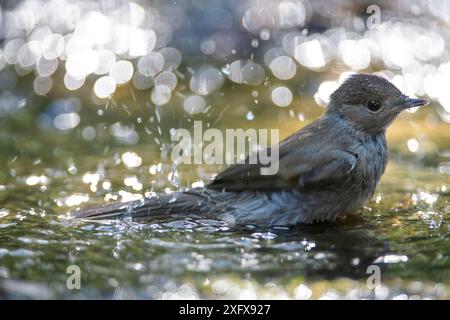 Cappellino nero (Sylvia atricapilla) donna che fa il bagno Brasschaat, Belgio. Giugno Foto Stock