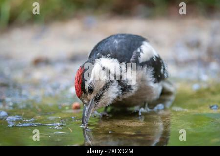 Grande picchio maculato (Dendrocopus Major), bevendo per giovani Brasschaat, Belgio. Luglio Foto Stock