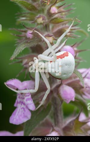 Ragno granchio d'oro (Misumena vatia), Peerdsbos, Brasschaat, Belgio. Giugno Foto Stock