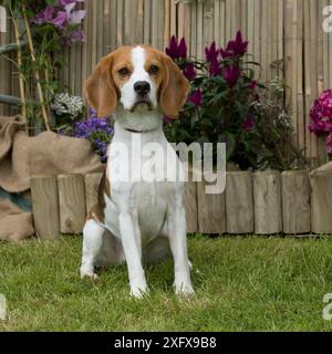 Beagle Foto Stock