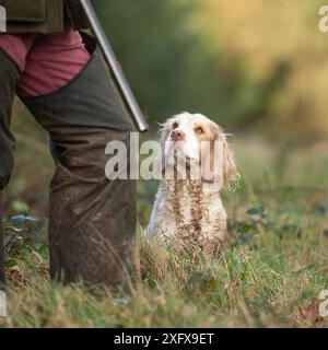 clumber spaniel e proprietario con un fucile in un tiro duro Foto Stock