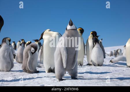 Pulcino pinguino imperatore che sbatte le ali (3 di 3) presso Snow Hill Island Rookery, Weddell Sea, Antartide. Novembre. Foto Stock