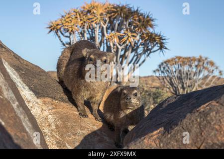 Rock hyrax (Procavia capensis) Quiver Tree Forest, Keetmanshoop, Namibia. Foto Stock