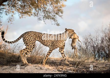 Cheetah (Acinonyx jubatus) che trasporta lepre scrub (Lepus saxatilis) Kgalagadi, parco transfrontaliero, Sudafrica. Foto Stock