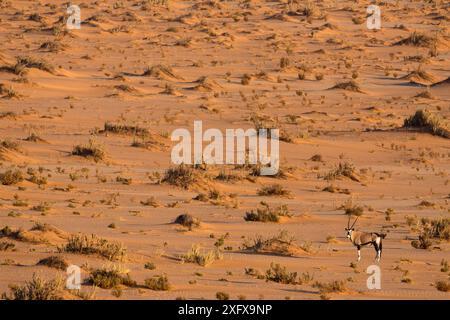 Gemsbok (Oryx gazella) nel deserto del Namib, Namibia. Foto Stock