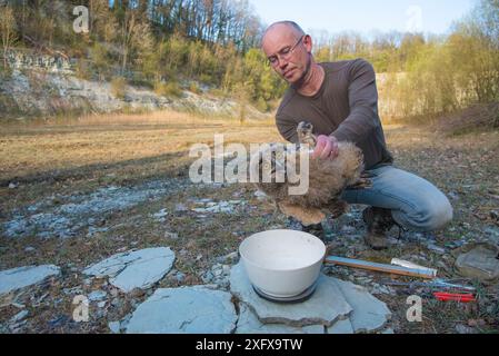 Uomo che posiziona il gufo dell'Aquila (bubo bubo) su una bilancia durante la sessione di suoneria. Paesi Bassi. Febbraio 2016. Foto Stock