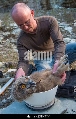 Uomo che pesa gufo di Aquila (bubo bubo) pulcino durante la sessione di suoneria. Paesi Bassi. Febbraio 2016. Foto Stock