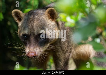 Ritratto del procione (Procyon cancrivorus) che mangia granchio. Si verifica in Sud America. Prigioniero, Paesi Bassi. Foto Stock