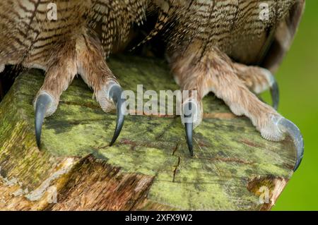 Gufo dell'aquila (bubo bubo) talon in log. Prigioniero, Paesi Bassi. Agosto Foto Stock