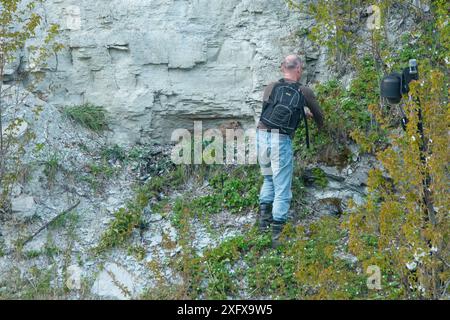 Suoneria di uccelli che si prepara a catturare due pulcini di gufo dell'Aquila (bubo bubo) da Rockface, Paesi Bassi. Marzo 2016. Foto Stock