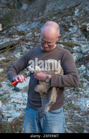 Uomo che squilla gufo di Aquila (bubo bubo) pulcino. Paesi Bassi. Febbraio 2016. Foto Stock