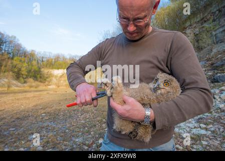 Uomo che squilla gufo di Aquila (bubo bubo) pulcino. Paesi Bassi. Febbraio 2016. Foto Stock