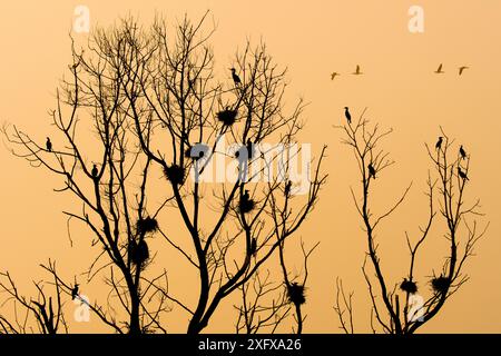 Grande colonia di cormorani (Phalacrocorax carbo). Paesi Bassi. Aprile. Foto Stock