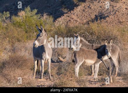 Donkies selvatici (Equus asinus) sopravvissuti lungo il basso drenaggio del fiume Colorado. I tentativi periodici di controllare i loro numeri hanno avuto un successo misto. Cibola National Wildlife Refuge, Arizona, USA. Foto Stock